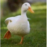 【供】求购种鸭