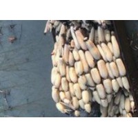 【供】求购浅水莲藕种苗