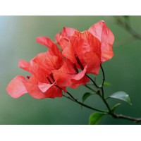 盆栽花种进口种子家庭园艺种子 花种子四季易种